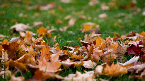 yellow leaves on green grass, autumn background