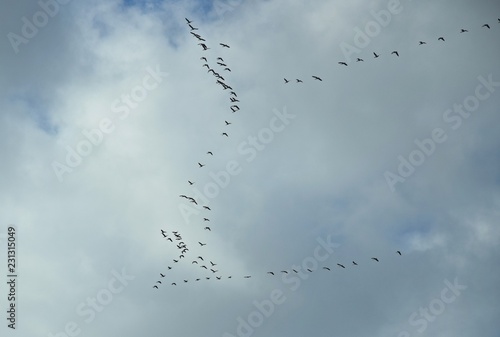 In V-Formation fliegende Wildgänse