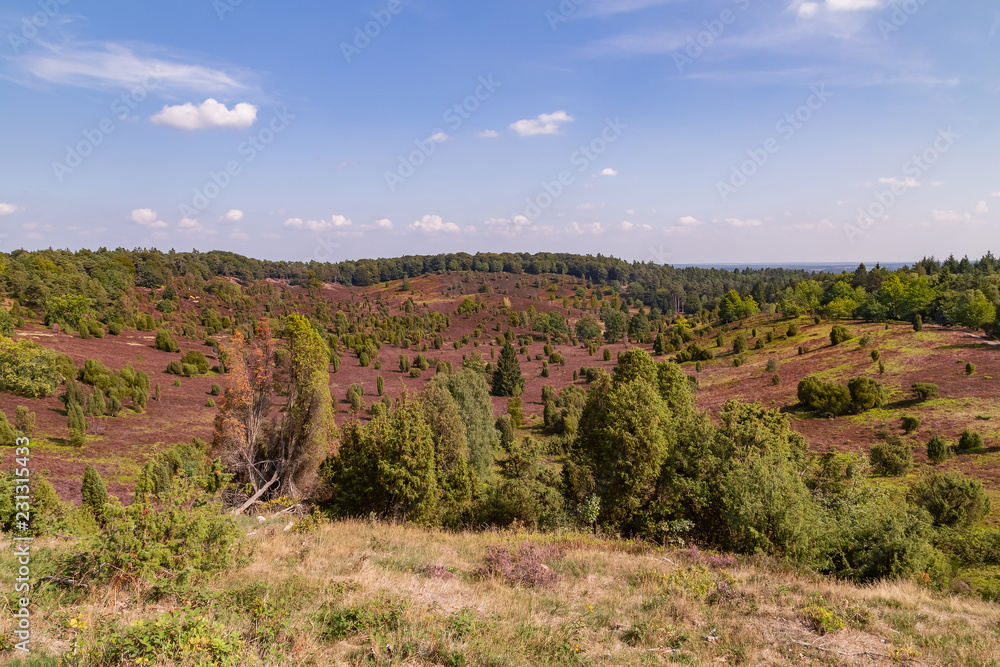 heathland Lüneburger Heide heathland Lüneburger Heide