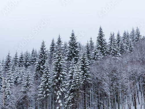 Trees covered with hoarfrost and snow in winter mountains - Christmas snowy background