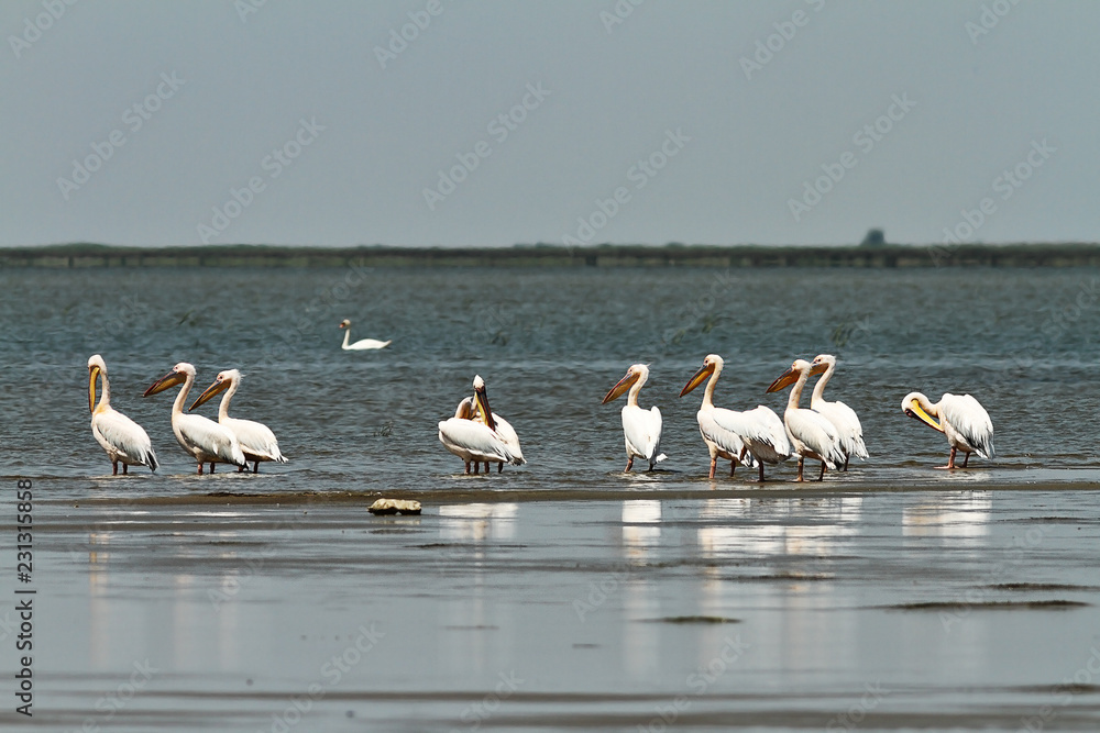 flock of great pelicans standing in shallow waters
