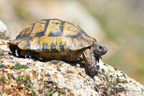 profile view of Testudo graeca in natural habitat