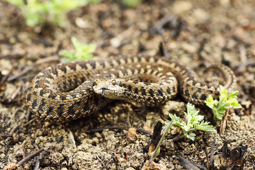 rarest european snake, the meadow viper © taviphoto