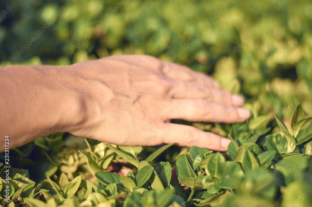 girl hand leads on the green leaves, unity with nature girl hand leads on the green leaves, unity with nature