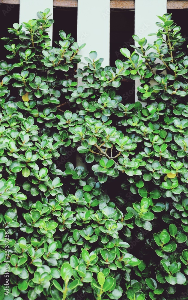 Green leaves of ornamental plants with white fence background Green leaves of ornamental plants with white fence background