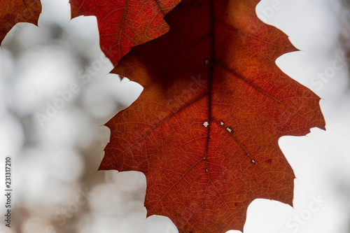 Rotes herbstblatt photo