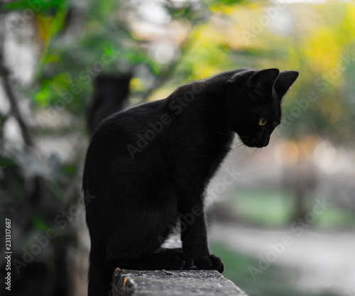 The little black cat