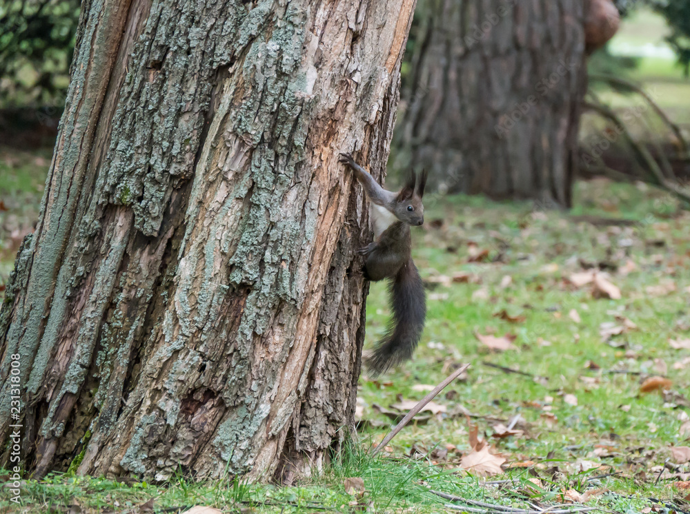 Obraz premium Squirrel on Tree.