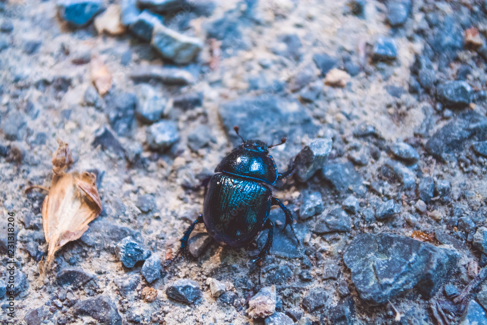 Black beetle among the stones Black beetle among the stones