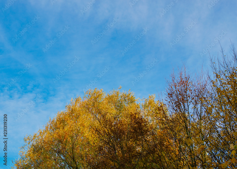 Blätter bekommen eine andere Farbe zum Herbstanfang Blätter bekommen eine andere Farbe zum Herbstanfang