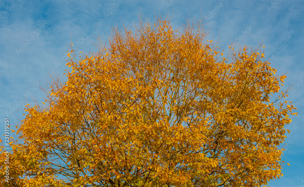 Blätter bekommen eine andere Farbe zum Herbstanfang Blätter bekommen eine andere Farbe zum Herbstanfang