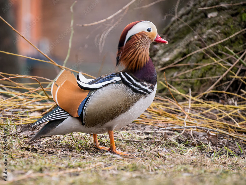 Mandarin duck by water. Mandarin duck by water.