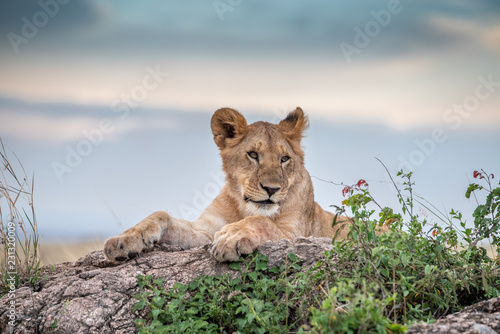 Fototapeta Naklejka Na Ścianę i Meble -  Cute lion cub