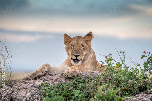 Fototapeta Naklejka Na Ścianę i Meble -  Cute lion cub
