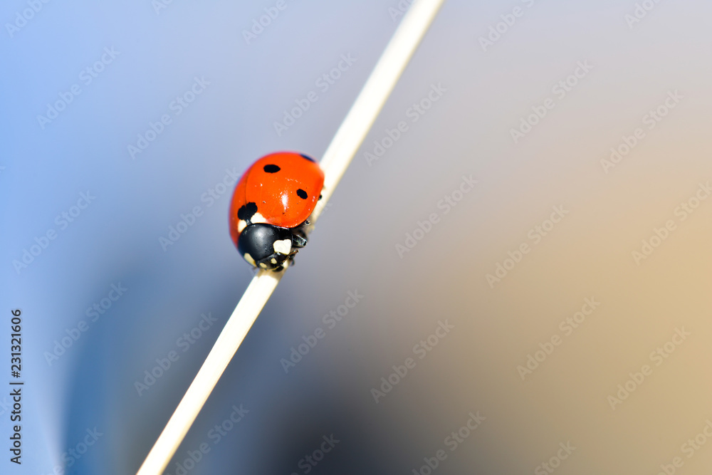 Obraz premium Fotografia makro z biedronką na niebieskim tle.