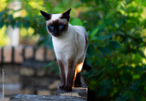 Bilde på lerret Siamese cat with blue eyes