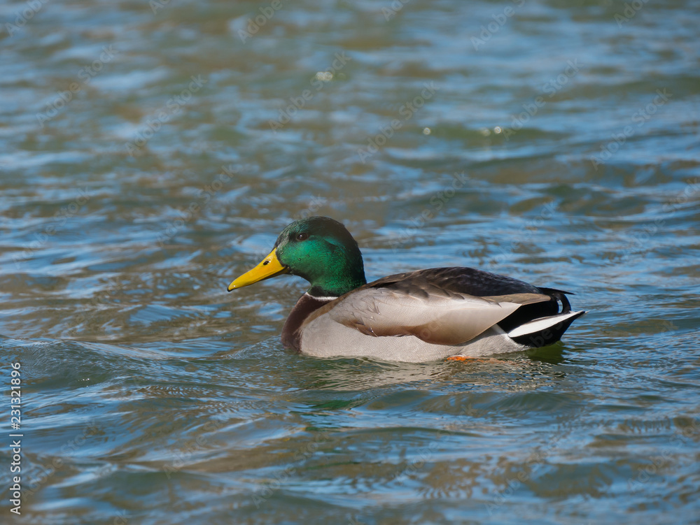 Mallard on the water. Wild duck on the lake. Mallard on the water. Wild duck on the lake.