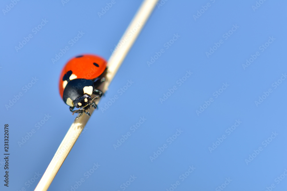 Naklejka premium Fotografia makro z biedronką na niebieskim tle.