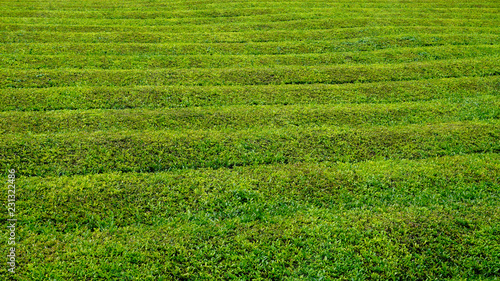 Tea plantation in Azores
