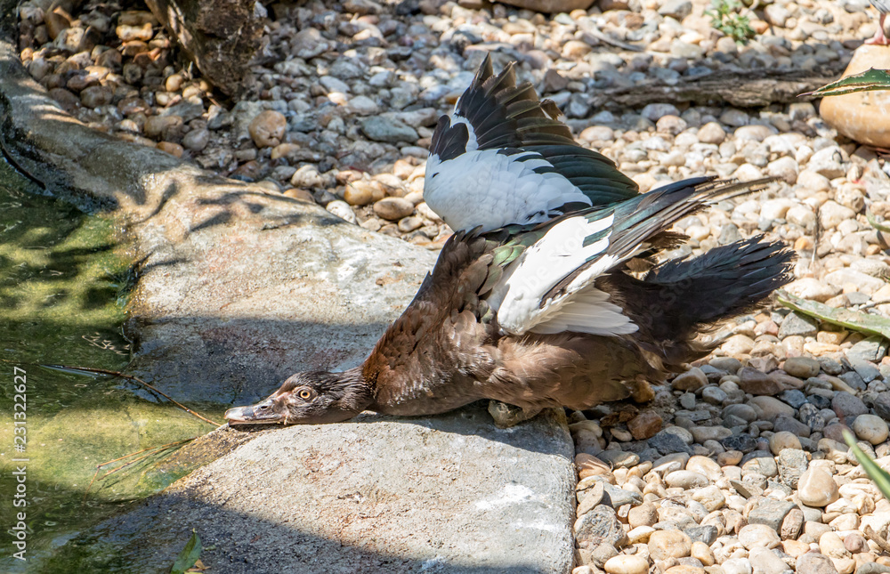 Fototapeta premium Duck on the shore of waving with wings