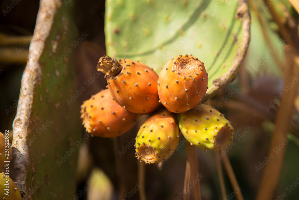 The fruits of the cactus grow on a cactus in the garden. The fruits of the cactus grow on a cactus in the garden.