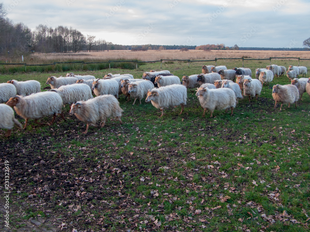 Obraz premium Diever