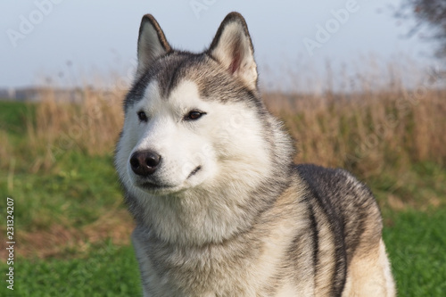 Siberian husky walking in autumn field. Close-up view.