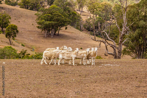 Dorper sheep shedding their wool in the Upper Hunter Valley, NSW, Australia.