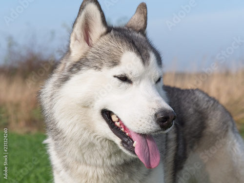 Siberian husky walking in autumn field. Close-up view.