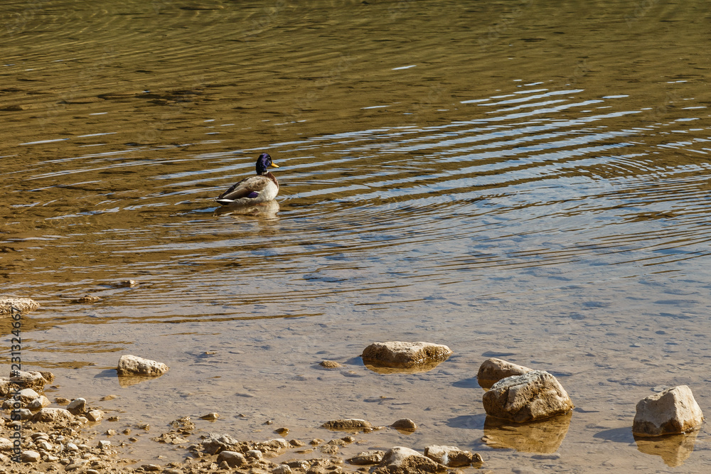 Duck on the water near the shoreline of the lake next to the stones Duck on the water near the shoreline of the lake next to the stones