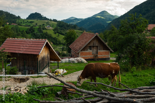 A peacefull view of the village in Serbia, with cow grazing in the front near the wooden backlog, traditional houses and mountains in the background