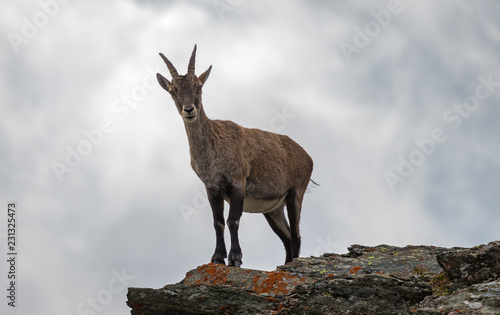 Closeup of a chamois on Monto Scorluzzo, Italian Alps photo