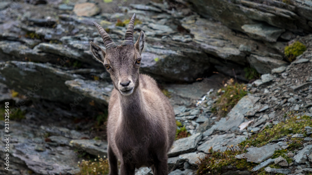 Closeup of a chamois on Monto Scorluzzo, Italian Alps Closeup of a chamois on Monto Scorluzzo, Italian Alps