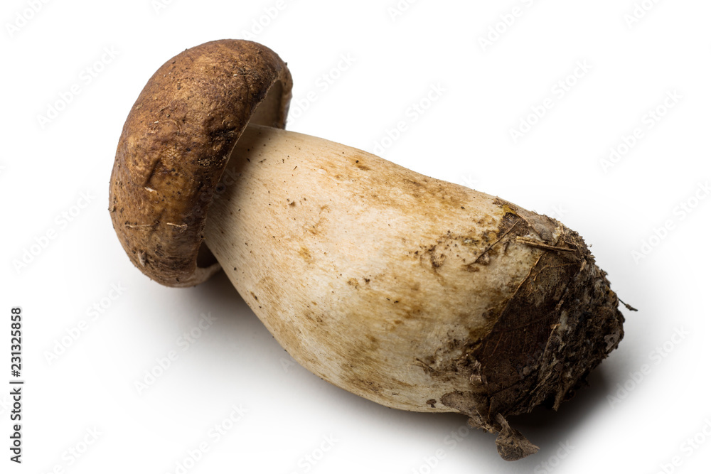 Single porcini mushroom not cleaned Single porcini mushroom not cleaned