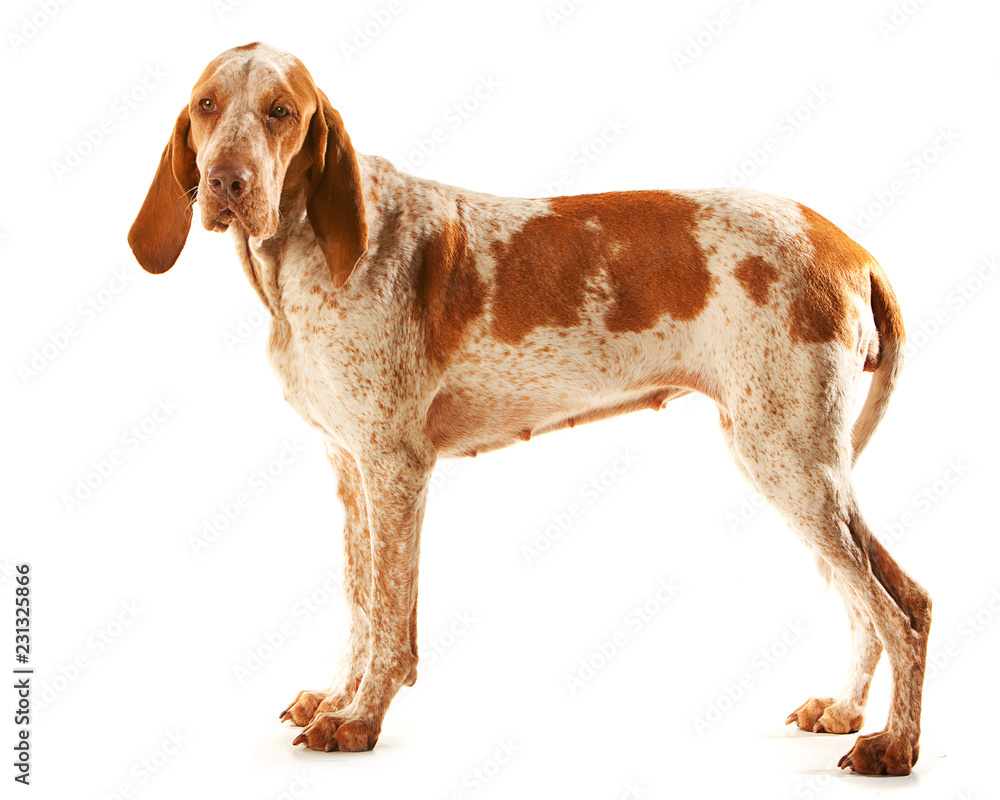 Bracco Italiano bitch standing, side view and looking towards camera, white background