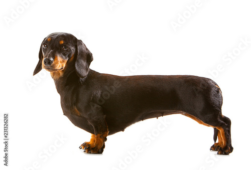 Black and tan miniature Dachshund, side view with dog looking towards camera photo