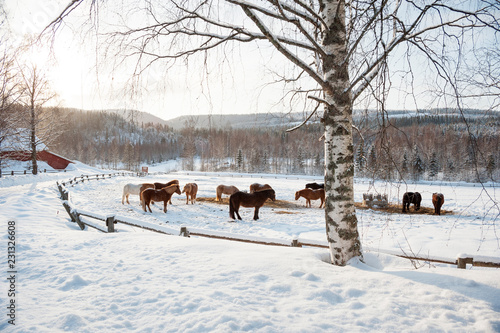 Icelandic horses in snowy pasture. Winter landscape from Finland.