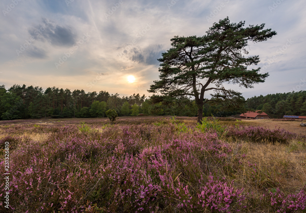 HDR of sunset at Kronsbergheide, part of Lüneburg Heath near Amelinghausen, Germany. HDR of sunset at Kronsbergheide, part of Lüneburg Heath near Amelinghausen, Germany.
