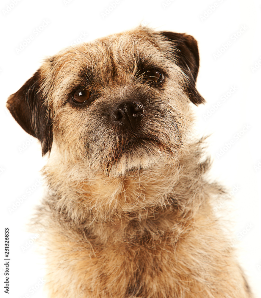 Portrait of a Border Terrier with eye contact and head slightly tilted Portrait of a Border Terrier with eye contact and head slightly tilted