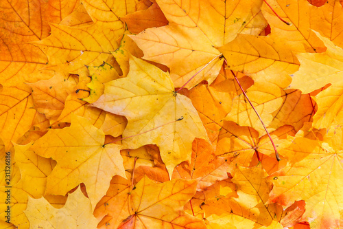 Seasonal autumn background of maple leaves close-up