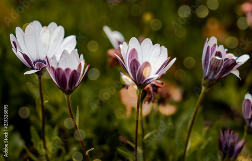 Violett and White Flowers