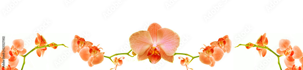 Vega Orkide Çiçeği Turuncu Panoramik