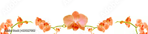 Vega Orkide   i  e  i Turuncu Panoramik