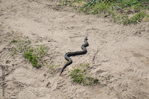 A snake slides across a coastal path