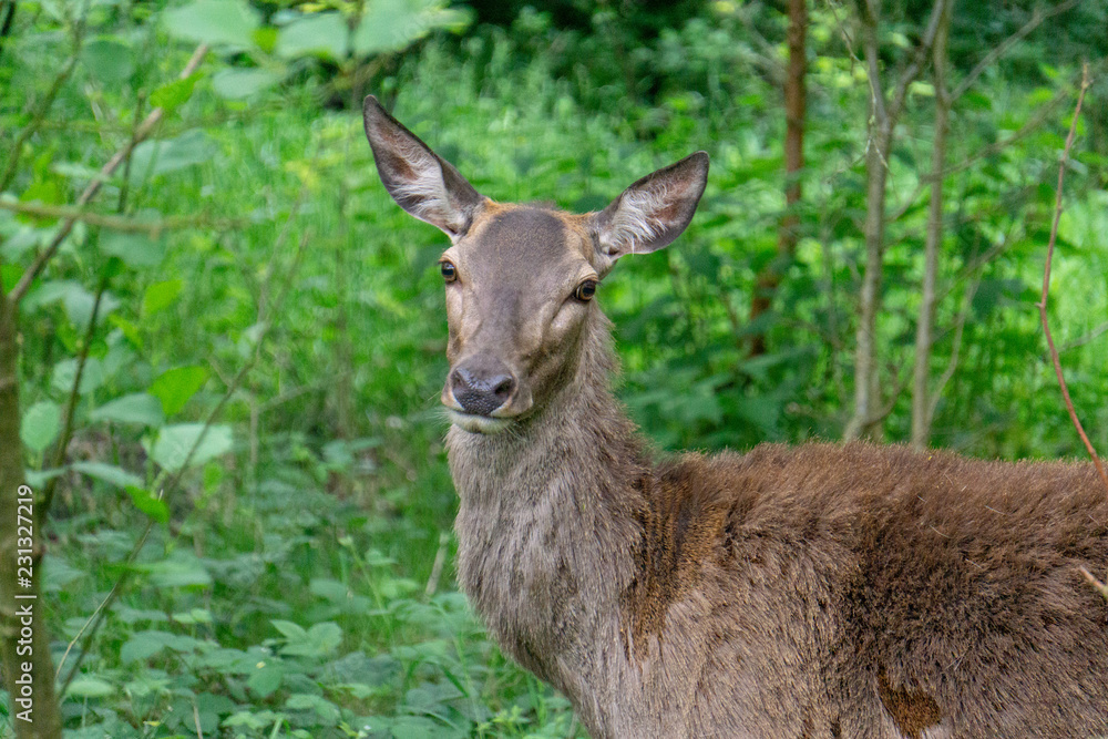 Fototapeta premium A deer looks into the camera