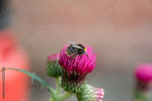 Close up of a bee on a thistle