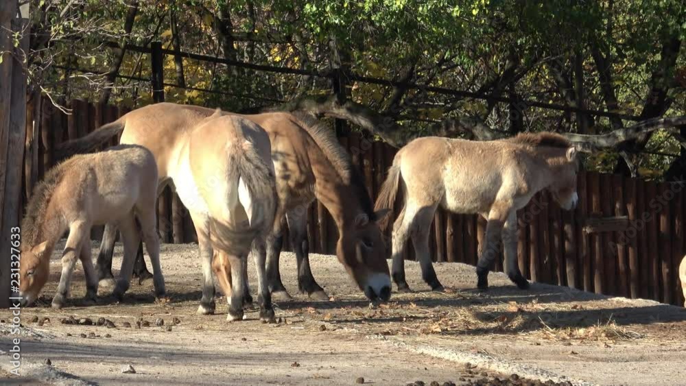 Equus przewalskii, wild Horse. Also known as Mongolian wild horse or Dzungarian horse.
Equus przewalskii, wild Horse. Also known as Mongolian wild horse or Dzungarian horse.