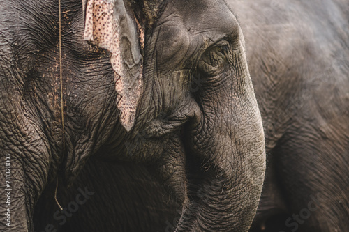 details of trunk and ears of asian elephant