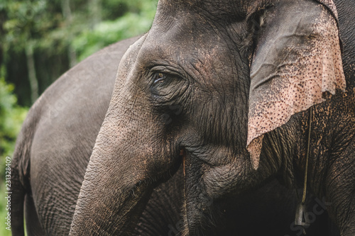 details of trunk and ears of asian elephant