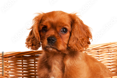 Cavalier King Charles Spaniel puppy sitting in basket, head and shoulders showing photo